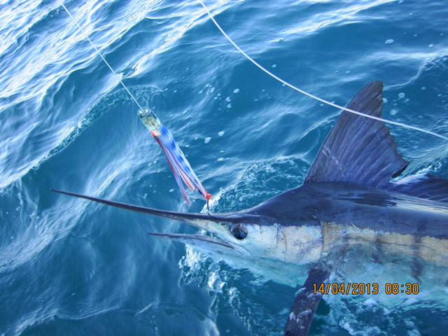 ANGLER: Adrian Loves SPECIES: Striped Marlin  WEIGHT: Est. 60 Kg LURE: JB Lures, Ripper - stripey colour